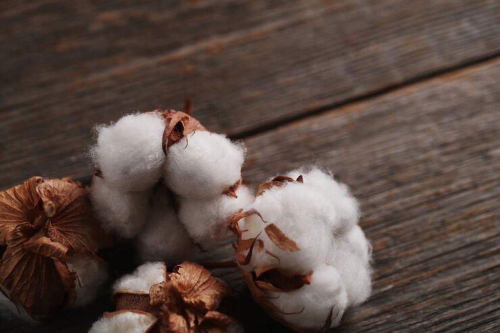 Cotton Seeds